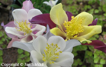 Aquilegia Cultorum-ryhm 'Dragon Fly' jaloakileija